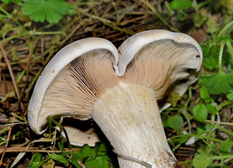 Lepista panaeolus